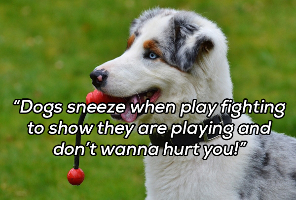 "Dogs sneeze when play fighting to show they are playing and don't wanna hurt you!"