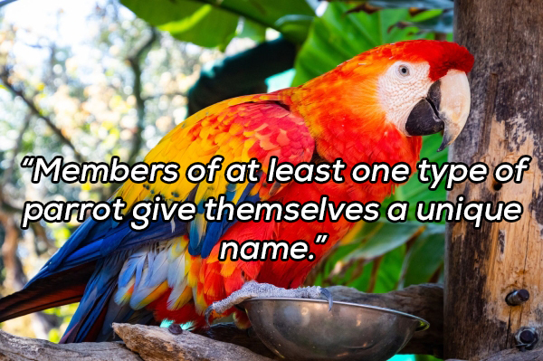 "Members of at least one type of parrot give themselves a unique name."