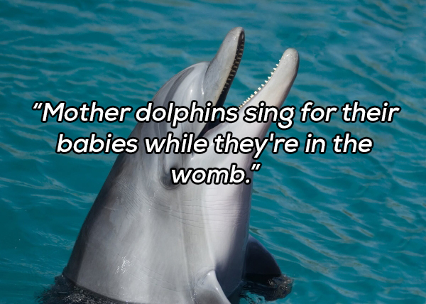 water - Mother dolphins sing for their babies while they're in the womb."