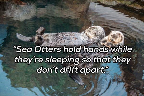 oceanarium lisabona - Sea Otters hold hands while they're sleeping so that they don't drift apart."