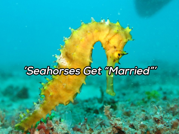 animals water - 'Seahorses Get "Married"