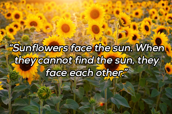 lynd fruit farm sunflower festival - Sunflowers face the sun. When they cannot find the sun, they face each other."