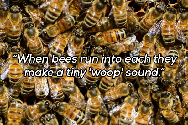 bee colony - "When bees run into each they make a tiny woop sound.