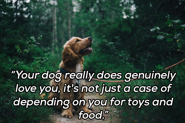 dog in a forest - "Your dog really does genuinely love you, it's not just a case of depending on you for toys and w food."