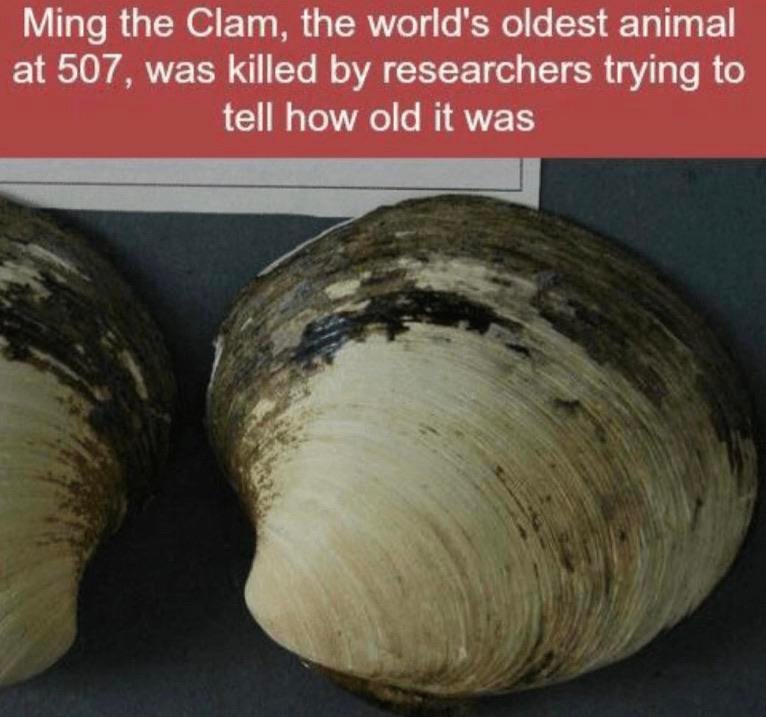 Ming the Clam, the world's oldest animal at 507, was killed by researchers trying to tell how old it was