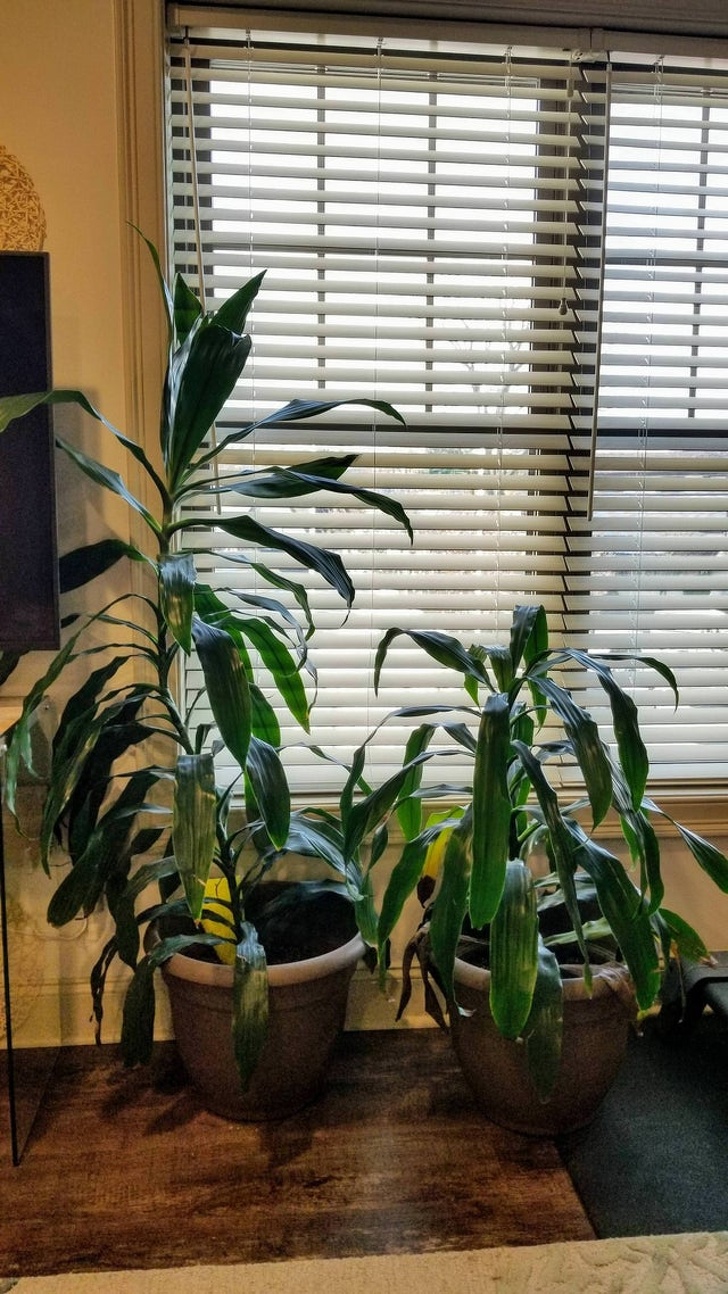 before and after houseplant