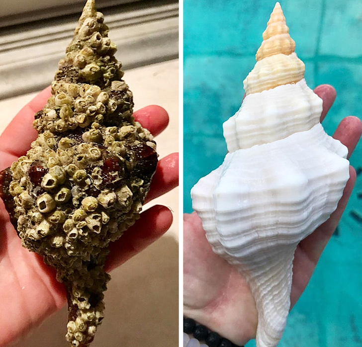 before and after conch
