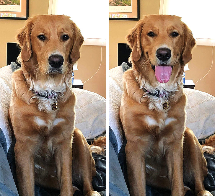 before and after golden retriever - Re