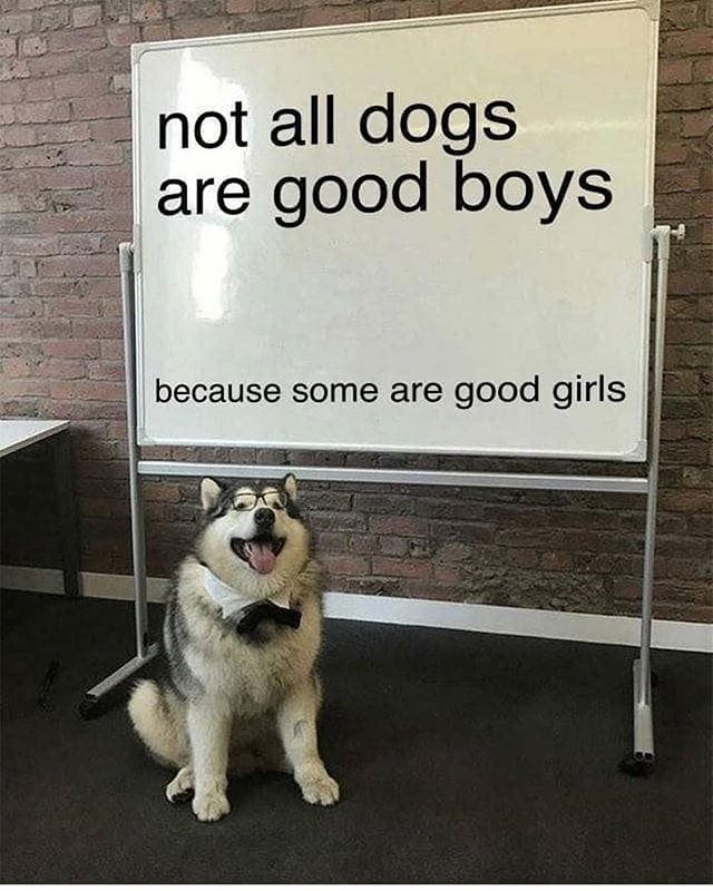 not all dogs are good boys some - not all dogs are good boys because some are good girls