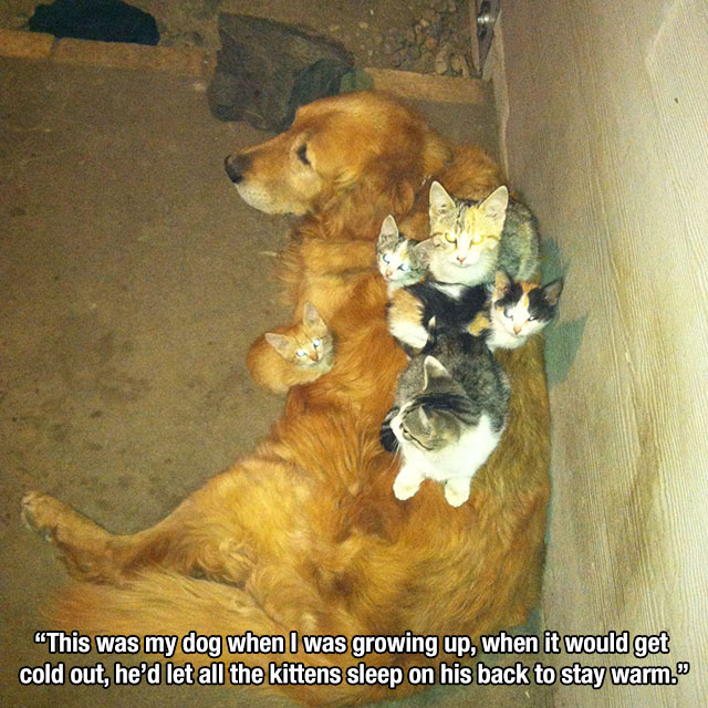 golden retriever - "This was my dog when I was growing up, when it would get cold out, he'd let all the kittens sleep on his back to stay warm.