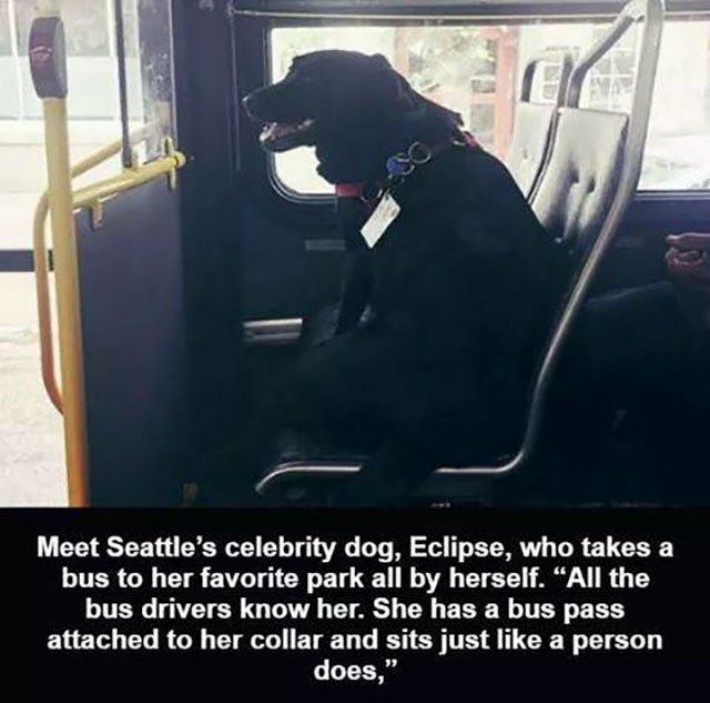 dog with bus pass - Meet Seattle's celebrity dog, Eclipse, who takes a bus to her favorite park all by herself. All the bus drivers know her. She has a bus pass attached to her collar and sits just a person does,"
