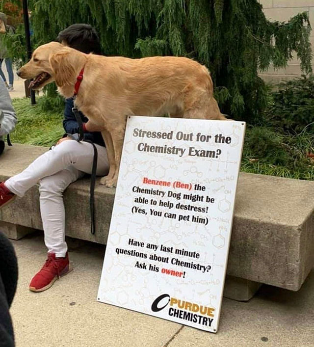 dog - Stressed Out for the Chemistry Exam? Benzene Ben the Chemistry Dog might be able to help destress! Yes, You can pet him Have any last minute questions about Chemistry! Ask his owner! Purdue Chemistry