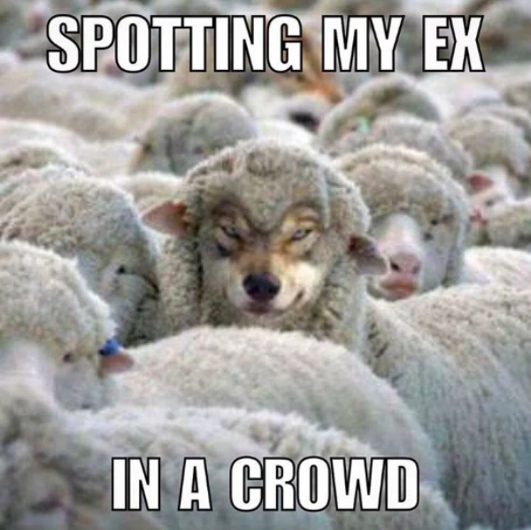 wolf between sheeps - Spotting My Ex In A Crowd