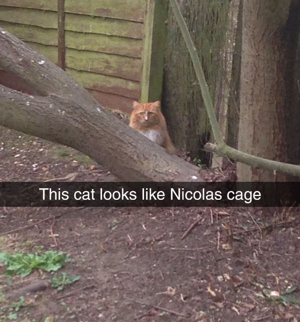 celeb lookalike cat looks like nicolas cage - This cat looks Nicolas cage