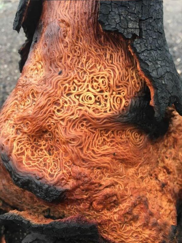 burned tree with unusual patterned wood