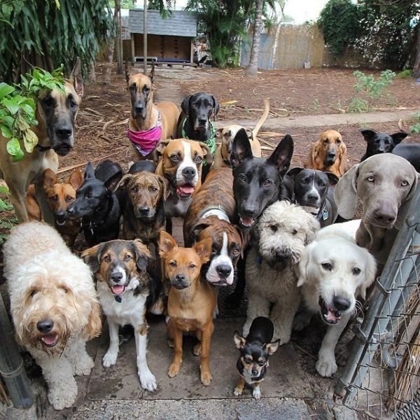 big group of dogs