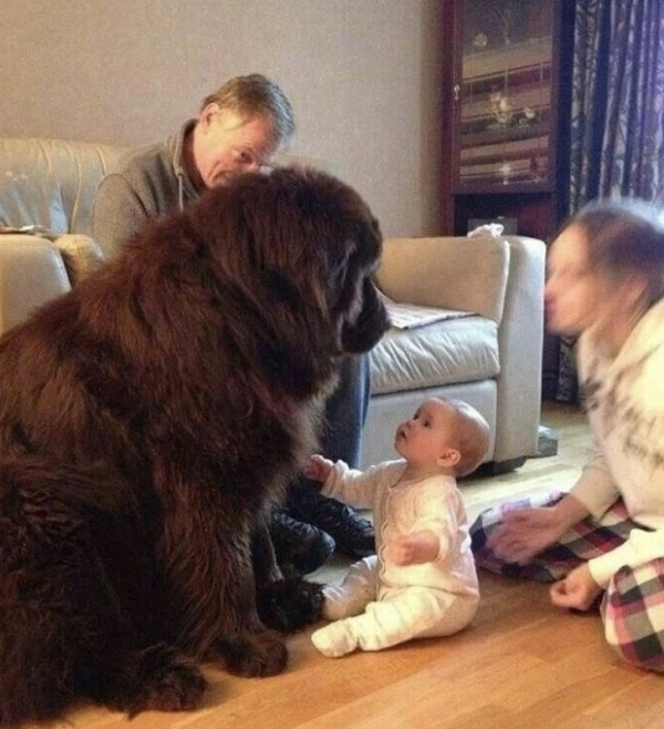 giant dog breed