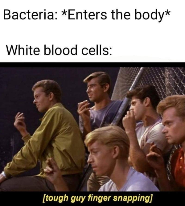 tough guy snapping meme - Bacteria Enters the body White blood cells tough guy finger snapping