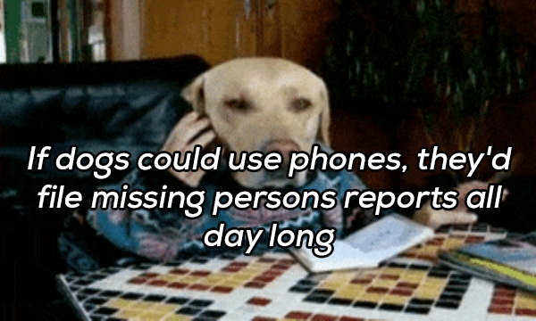dog money gif - If dogs could use phones, they'd file missing persons reports all day long