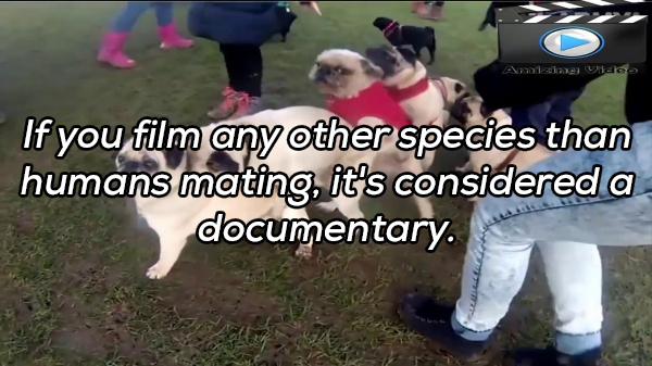 dog - Amazing Video If you film any other species than humans mating, it's considered a documentary