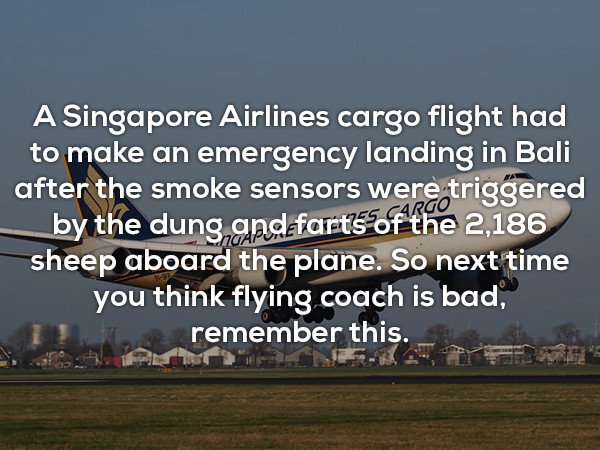 hoetips - A Singapore Airlines cargo flight had to make an emergency landing in Bali after the smoke sensors were triggered by the dung and fartsofthe 2,186 sheep aboard the plane. So next time you think flying coach is bad, se remember this.