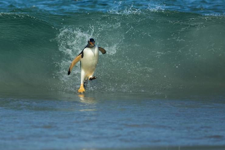 perfect timing new island falklands