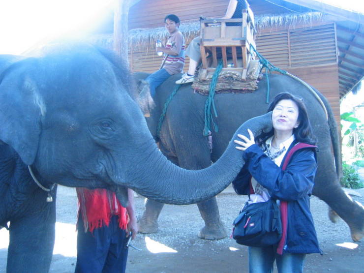 perfect timing indian elephant