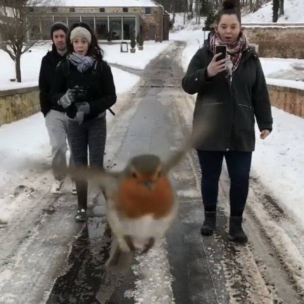 perfect timing robin photobomb