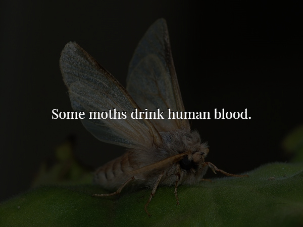 lycaenid - Some moths drink human blood.