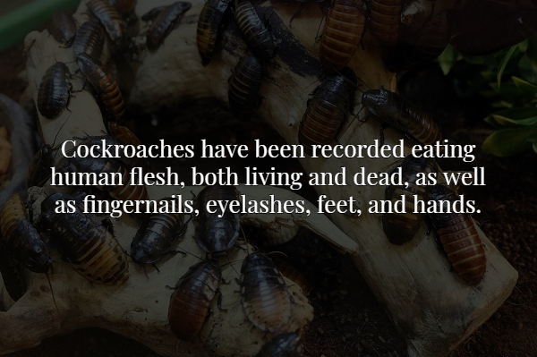 Cockroaches have been recorded eating human flesh, both living and dead, as well as fingernails, eyelashes, feet, and hands.