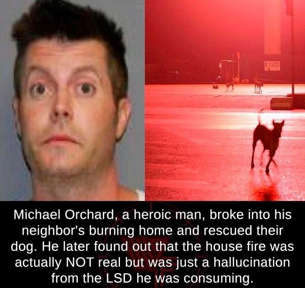 michael orchard - Michael Orchard, a heroic man, broke into his neighbor's burning home and rescued their dog. He later found out that the house fire was actually Not real but was just a hallucination from the Lsd he was consuming.