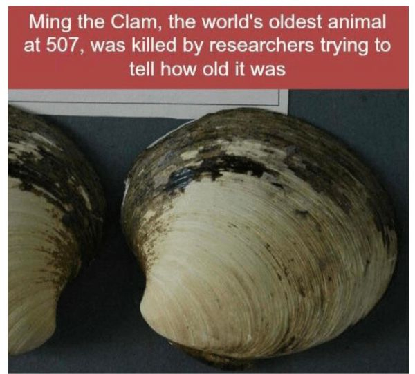 ming the clam - Ming the Clam, the world's oldest animal at 507, was killed by researchers trying to tell how old it was