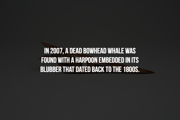 dead pool 1988 - In 2007, A Dead Bowhead Whale Was Found With A Harpoon Embedded In Its Blubber That Dated Back To The 1800S.