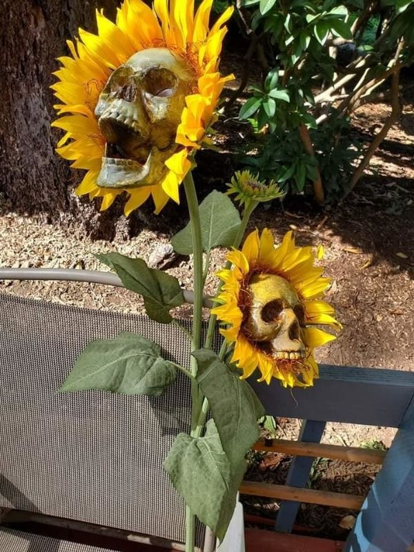 sunflower skeletons