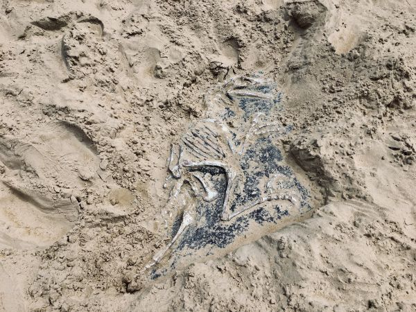 “This playground has a fake velociraptor buried in the sandpit for kids to dig up.”