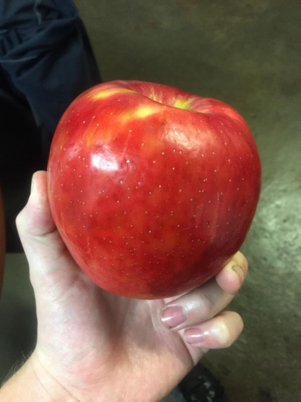 “This massive apple my coworker brought in. 1.2lbs.”