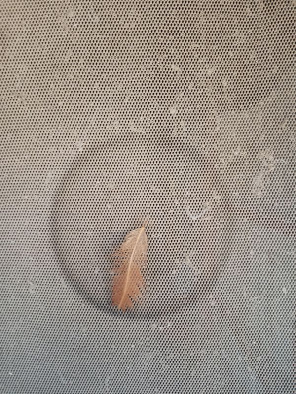 “A feather got stuck in my screen door and created a perfect circle by spinning in the wind.”