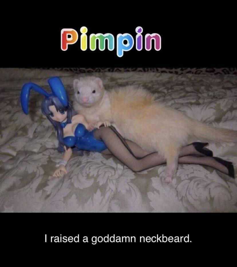 anime ferret - Pimpin I raised a goddamn neckbeard.