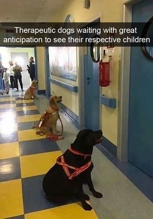 therapy dogs waiting - Therapeutic dogs waiting with great anticipation to see their respective children