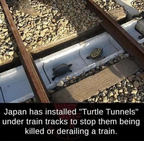 turtle tunnel japan - Japan has installed "Turtle Tunnels" under train tracks to stop them being killed or derailing a train.