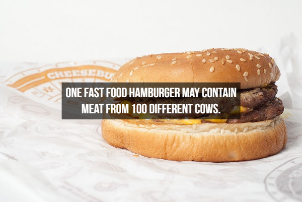 burger king buck double - One Fast Food Hamburger May Contain Meat From 100 Different Cows.