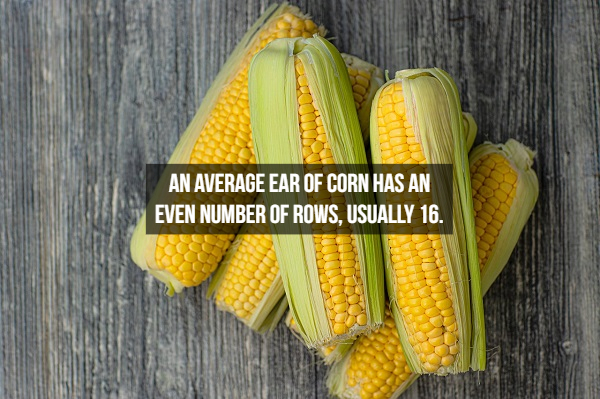 taber corn - An Average Ear Of Corn Has An Even Number Of Rows, Usually 16.