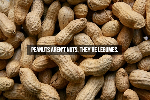 Peanut - Peanuts Aren'T Nuts, They'Re Legumes.