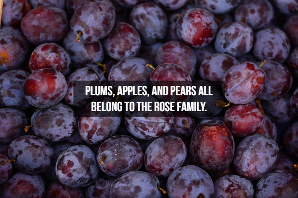 Plums, Apples, And Pears All Belong To The Rose Family.