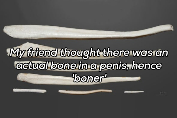 jaw - My friend thought there was an actual bone in a penis, hence boner! Icm