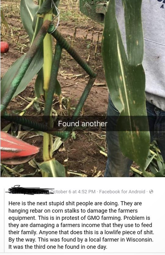 plant stem - Found another ctober 6 at Facebook for Android Here is the next stupid shit people are doing. They are hanging rebar on corn stalks to damage the farmers equipment. This is in protest of Gmo farming. Problem is they are damaging a farmers inc