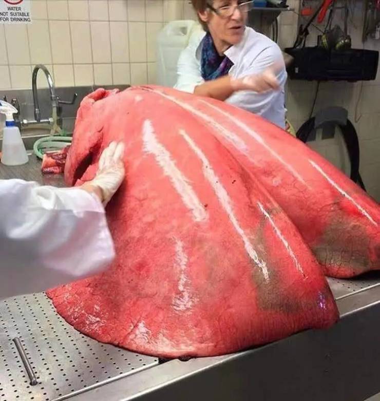 This is how huge a horse's lungs are
