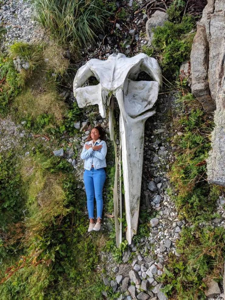 this is the size of a whale's skull