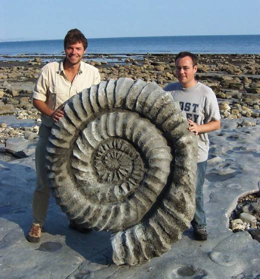 This is how big an ammonoid was