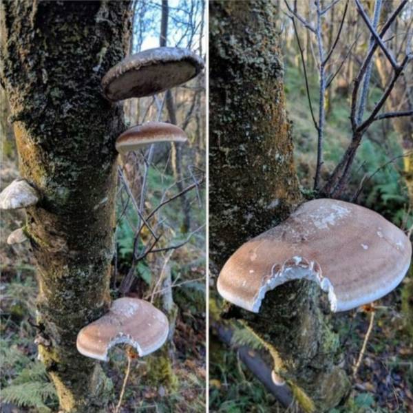 oyster mushroom